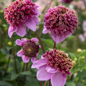 Anemondahlia 'Fenna Baaij', lavendelrosa blommor med stor och tät mittkrona i purpur och gyllengult.