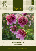 Anemondahlia 'Fenna Baaij', lavendelrosa blommor med stor och tät mittkrona i purpur och gyllengult.