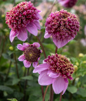 Anemondahlia 'Fenna Baaij', lavendelrosa blommor med stor och tät mittkrona i purpur och gyllengult.