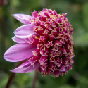 Anemondahlia 'Fenna Baaij', lavendelrosa blommor med stor och tät mittkrona i purpur och gyllengult.