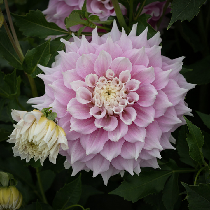 Dinnerplatedahlia 'Gitts Perfection', dubbla blommor i skiftande mjukt rosa nyanser med cremevita kronbladsspetsar och mitt.