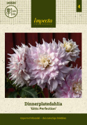 Dinnerplatedahlia 'Gitts Perfection', dubbla blommor i skiftande mjukt rosa nyanser med cremevita kronbladsspetsar och mitt.