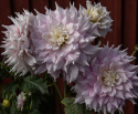 Dinnerplatedahlia 'Gitts Perfection', dubbla blommor i skiftande mjukt rosa nyanser med cremevita kronbladsspetsar och mitt.