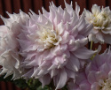 Dinnerplatedahlia 'Gitts Perfection', dubbla blommor i skiftande mjukt rosa nyanser med cremevita kronbladsspetsar och mitt.