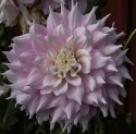 Dinnerplatedahlia 'Gitts Perfection', dubbla blommor i skiftande mjukt rosa nyanser med cremevita kronbladsspetsar och mitt.
