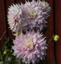 Dinnerplatedahlia 'Gitts Perfection', dubbla blommor i skiftande mjukt rosa nyanser med cremevita kronbladsspetsar och mitt.