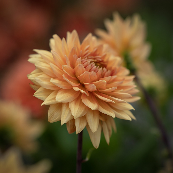 Dekorativdahlia ''Glorie van Noordwijk'' 1 st
