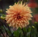 Dekorativdahlia ''Glorie van Noordwijk'' 1 st