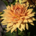 Dekorativdahlia ''Glorie van Noordwijk'' 1 st