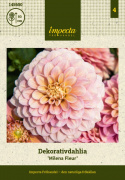 Dekorativdahlia ''Milena Fleur'' 1 st