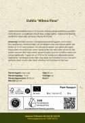 Dekorativdahlia ''Milena Fleur'' 1 st
