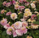 Dekorativdahlia ''Milena Fleur'' 1 st