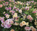 Dekorativdahlia ''Milena Fleur'' 1 st