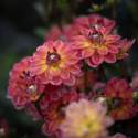Näckrosdahlia ''Pacific View'' 1 st