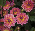 Näckrosdahlia ''Pacific View'' 1 st