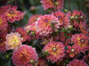 Näckrosdahlia ''Pacific View'' 1 st