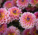 Näckrosdahlia ''Pacific View'' 1 st