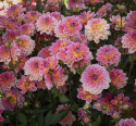 Näckrosdahlia ''Pacific View'' 1 st