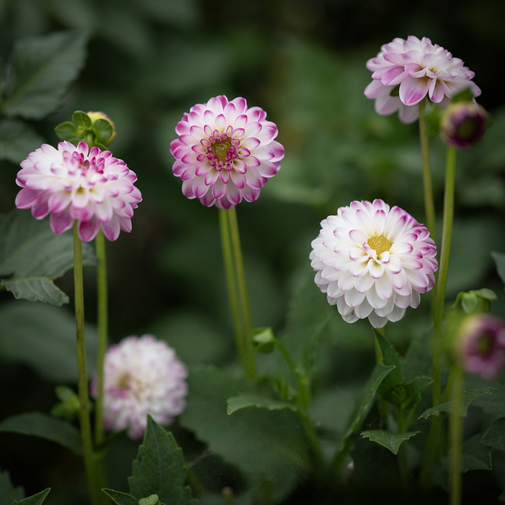 Dekorativdahlia ''Pink Isa'' 1 st