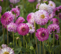 Dekorativdahlia ''Pink Isa'' 1 st