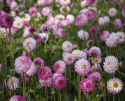 Dekorativdahlia ''Pink Isa'' 1 st