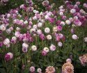 Dekorativdahlia ''Pink Isa'' 1 st