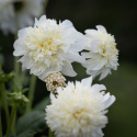 Anemondahlia 'Zahra', ca 10-15 cm stora, rent vita blommor med stor och tät mittkrona i gräddvitt. 