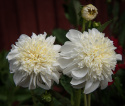 Anemondahlia 'Zahra', ca 10-15 cm stora, rent vita blommor med stor och tät mittkrona i gräddvitt. 