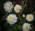 Anemondahlia 'Zahra', ca 10-15 cm stora, rent vita blommor med stor och tät mittkrona i gräddvitt. 