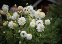 Anemondahlia 'Zahra', ca 10-15 cm stora, rent vita blommor med stor och tät mittkrona i gräddvitt. 