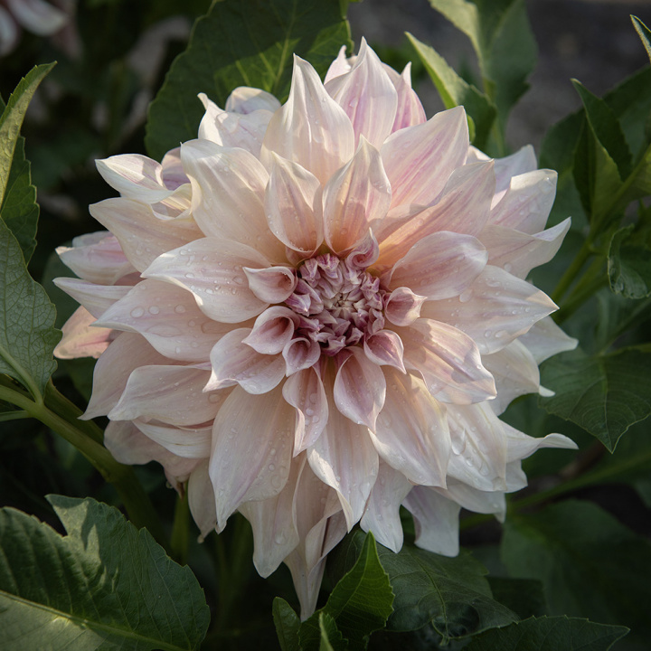 Dinnerplatedahlia ''Café au Lait'' 1 st