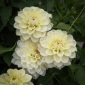 Dekorativdahlia ' Caramel Antique', stora, dubbla blommor i creme och mjukt vaniljgult på höga, stadiga stjälkar
