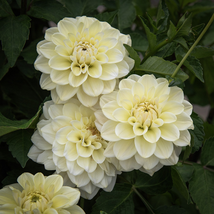 Dekorativdahlia ' Caramel Antique', stora, dubbla blommor i creme och mjukt vaniljgult på höga, stadiga stjälkar
