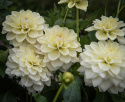 Dekorativdahlia ' Caramel Antique', stora, dubbla blommor i creme och mjukt vaniljgult på höga, stadiga stjälkar