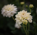 Dekorativdahlia ' Caramel Antique', stora, dubbla blommor i creme och mjukt vaniljgult på höga, stadiga stjälkar