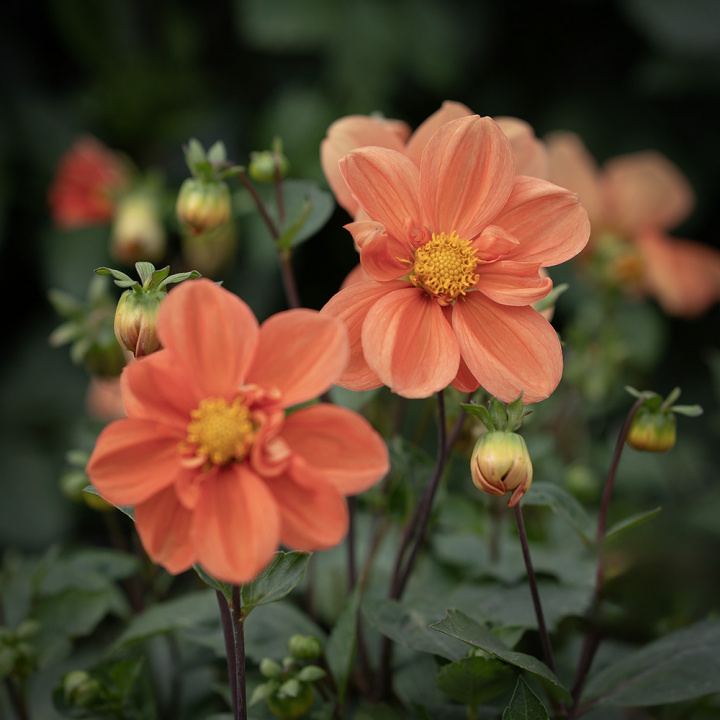 Enkel Trädgårdsdahlia 'G.F. Hemerik', dahlia med ca 7-10 cm stora blommor i glödande orange till aprikosa nyanser och gul mitt.