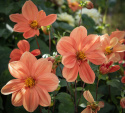 Enkel Trädgårdsdahlia 'G.F. Hemerik', dahlia med ca 7-10 cm stora blommor i glödande orange till aprikosa nyanser och gul mitt.