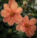 Enkel Trädgårdsdahlia 'G.F. Hemerik', dahlia med ca 7-10 cm stora blommor i glödande orange till aprikosa nyanser och gul mitt.