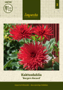 Kaktusdahlia 'Bergers Record', dubbla, klarröda blommor. Karakteristiska blommor med smala, spetsiga kronblad.