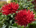 Kaktusdahlia 'Bergers Record', dubbla, klarröda blommor. Karakteristiska blommor med smala, spetsiga kronblad.
