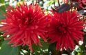 Kaktusdahlia 'Bergers Record', dubbla, klarröda blommor. Karakteristiska blommor med smala, spetsiga kronblad.