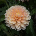 Dekorativdahlia 'Honey Dew', dubbla blommor i mjukt smörgult, aprikos och ljust laxrosa