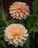 Dekorativdahlia 'Honey Dew', dubbla blommor i mjukt smörgult, aprikos och ljust laxrosa