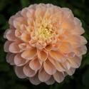 Dekorativdahlia 'Honey Dew', dubbla blommor i mjukt smörgult, aprikos och ljust laxrosa