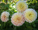 Dekorativdahlia 'Honey Dew', dubbla blommor i mjukt smörgult, aprikos och ljust laxrosa