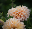 Dekorativdahlia 'Honey Dew', dubbla blommor i mjukt smörgult, aprikos och ljust laxrosa