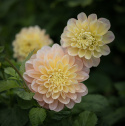 Dekorativdahlia 'Honey Dew', dubbla blommor i mjukt smörgult, aprikos och ljust laxrosa