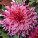 Dinnerplatedahlia 'Islander', dubbla blommor i cerise till korall med skiftningar i aprikos.