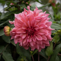 Dinnerplatedahlia 'Islander', dubbla blommor i cerise till korall med skiftningar i aprikos.