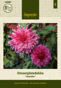 Dinnerplatedahlia 'Islander', dubbla blommor i cerise till korall med skiftningar i aprikos.
